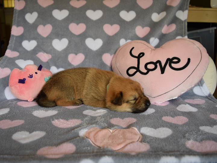 chinook puppy